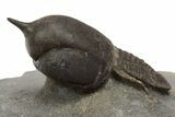 Pelagic Trilobite (Cyclopyge) Fossil - Huge Eyes #316119-1